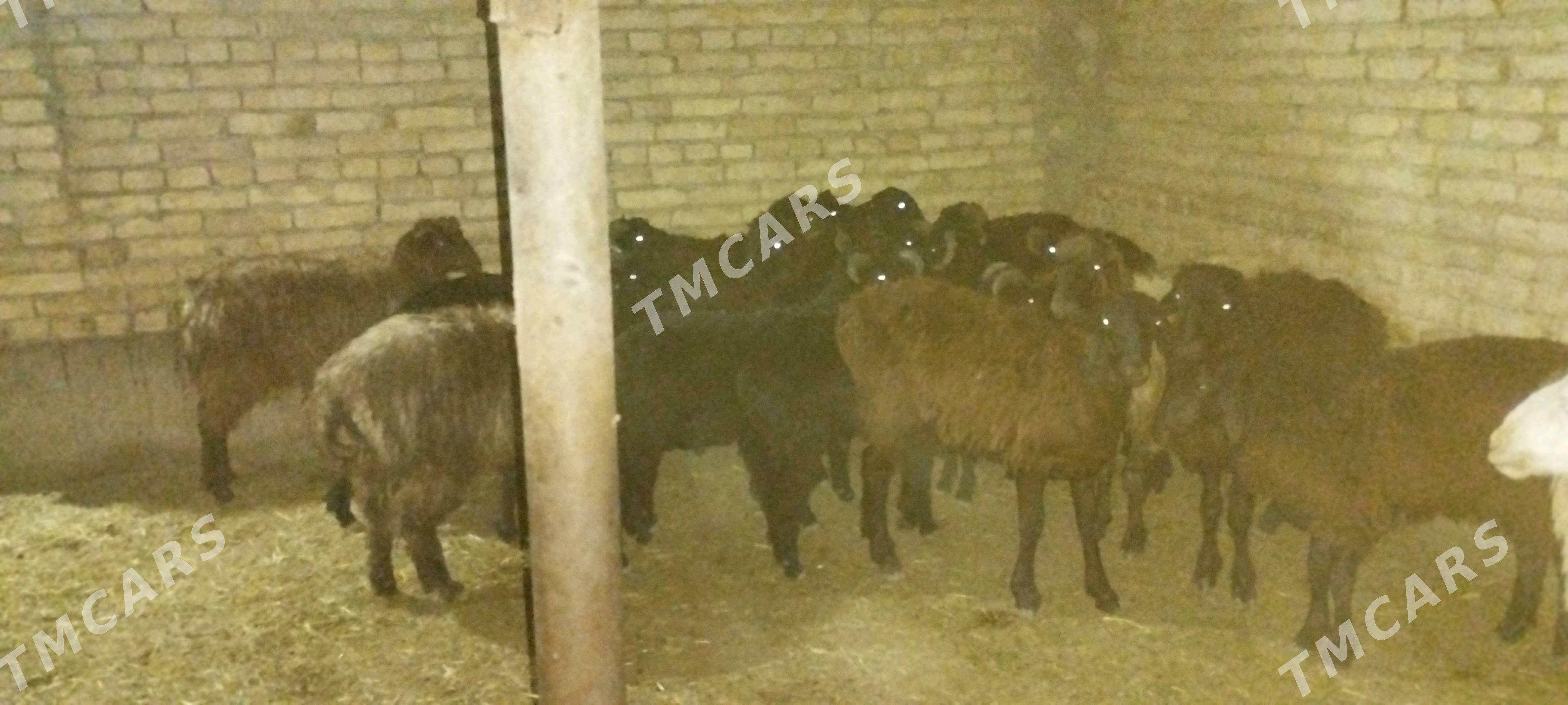 gockarlar - Чарджоу - img 2