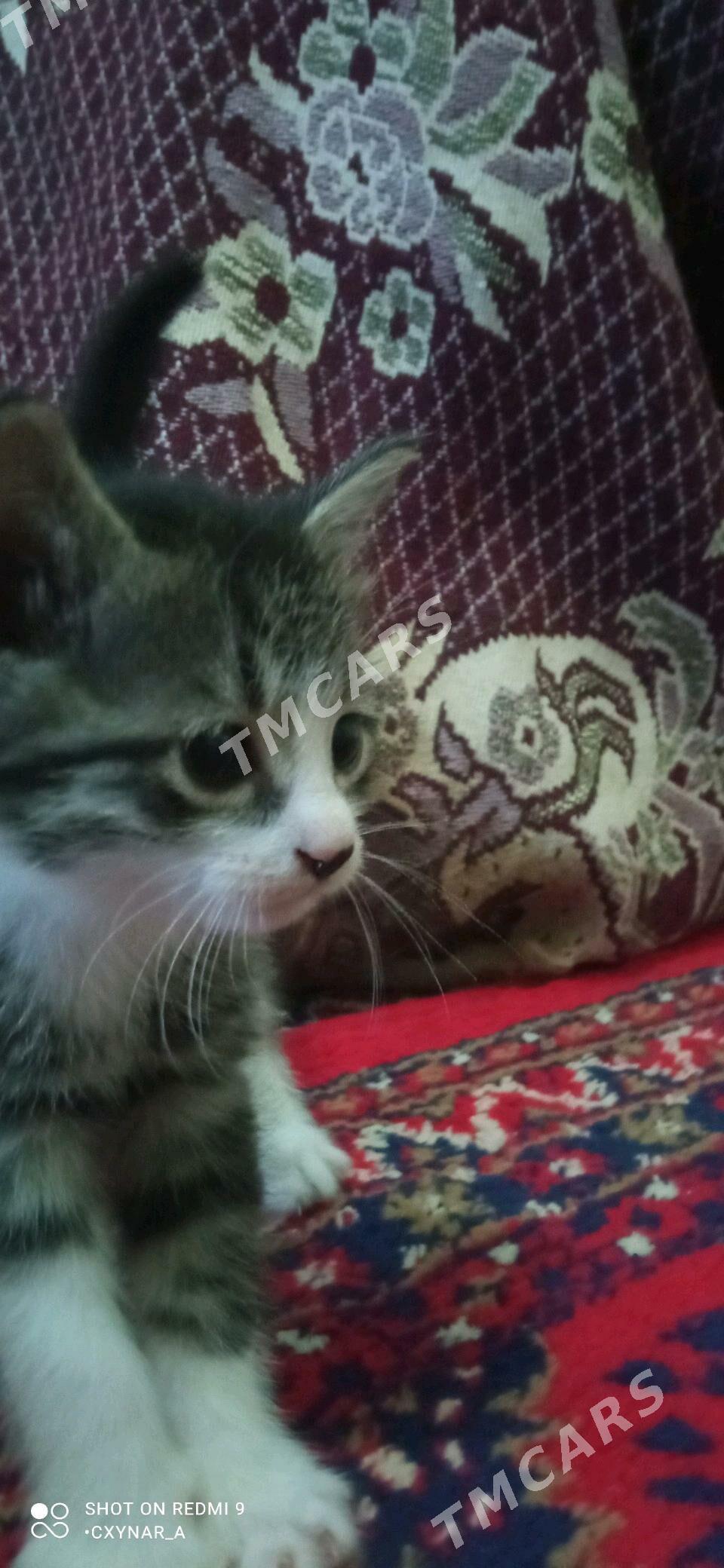 кошка - Дашогуз - img 2