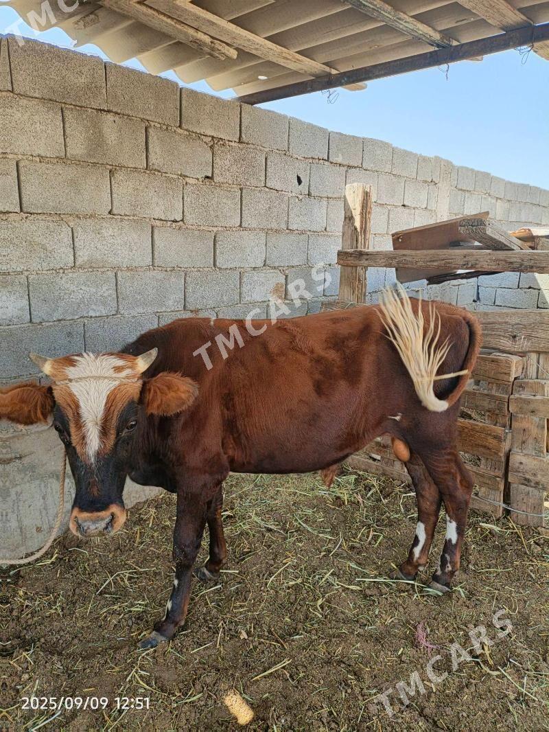okuzler - Balkanabat - img 2
