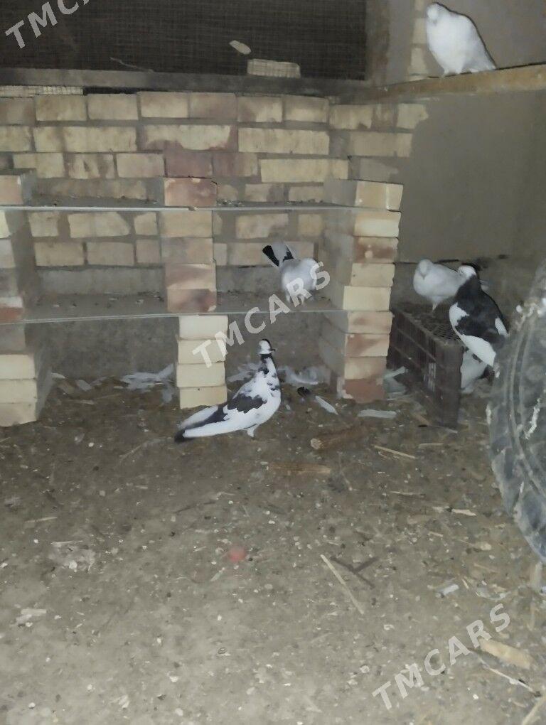 Kepderi - Şatlyk - img 2