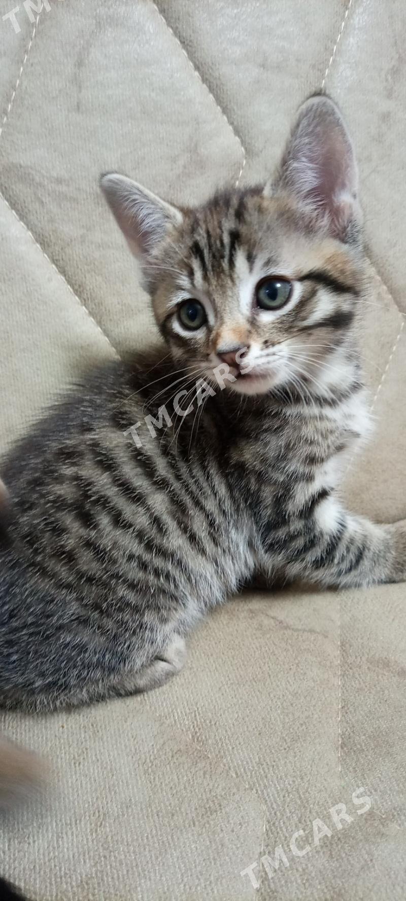 Отдаю котёнка тигровой окраски - 10 мкр - img 2
