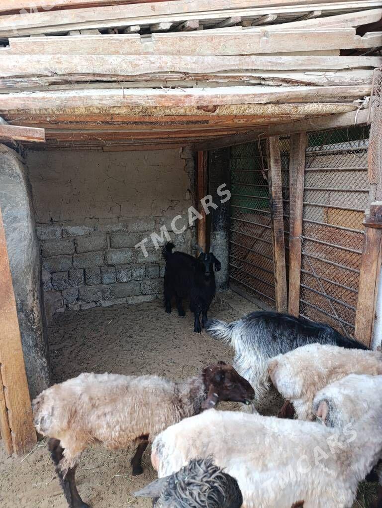 ÇEWİŞ - Хитровка - img 2
