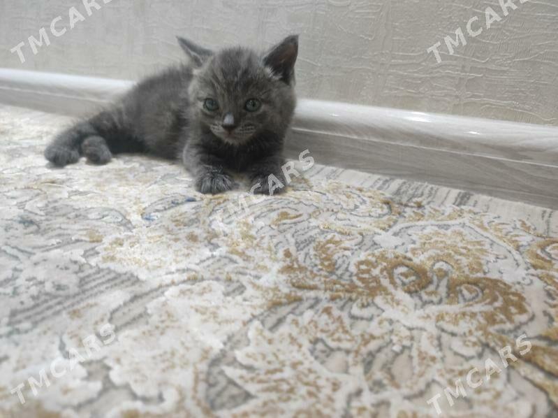 британский пишик - Mary - img 2