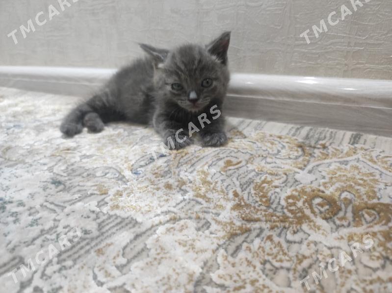 британский пишик - Mary - img 4
