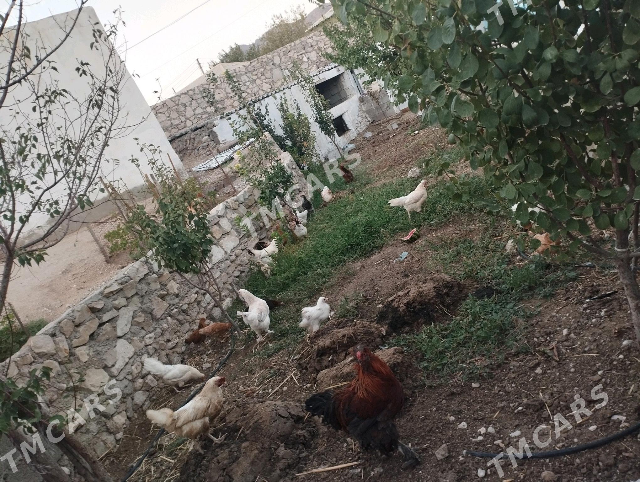 Tawuk - Balkanabat - img 3