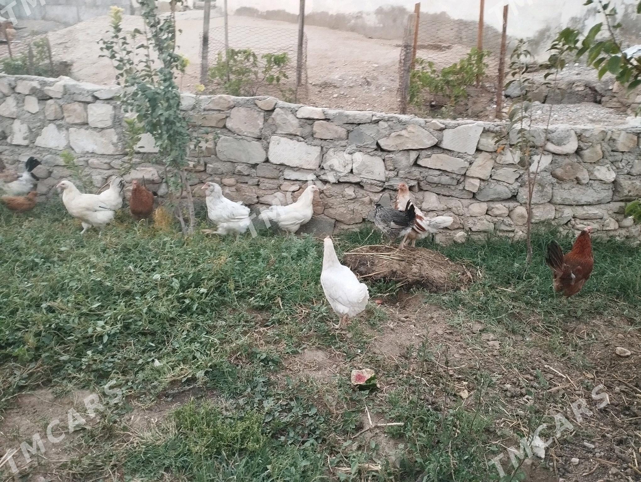 Tawuk - Balkanabat - img 5
