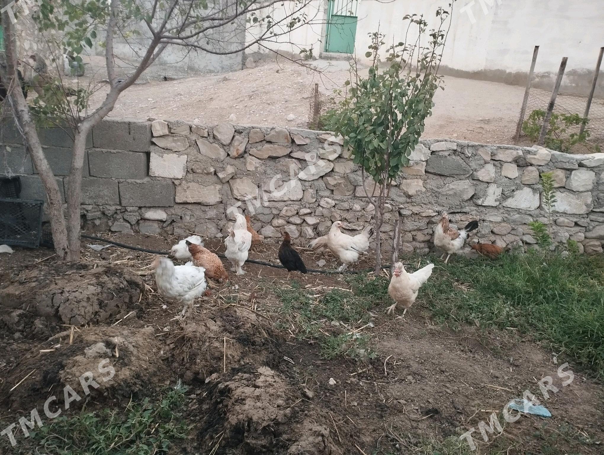 Tawuk - Balkanabat - img 6