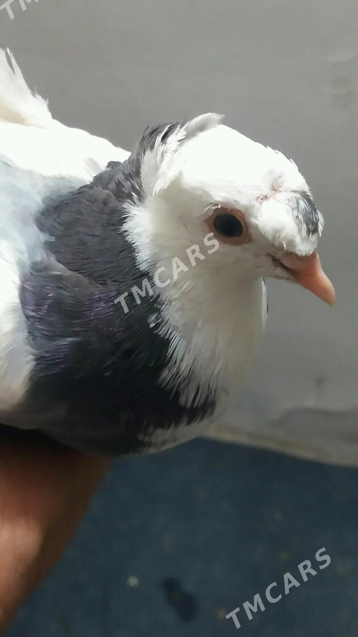 Kepderi - Mary - img 3