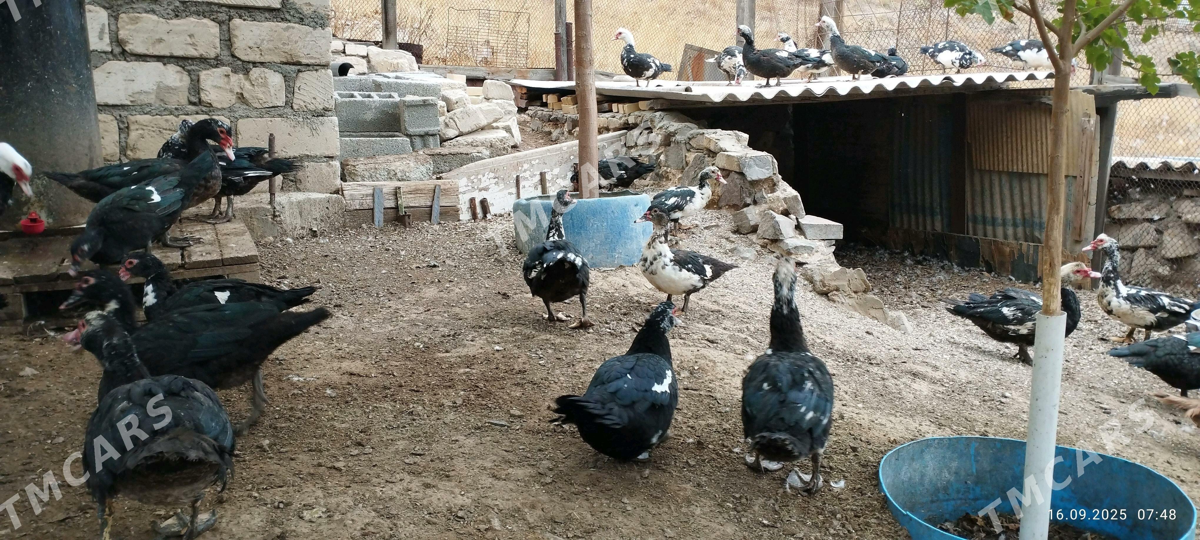 Индаутки - Туркменбаши - img 3