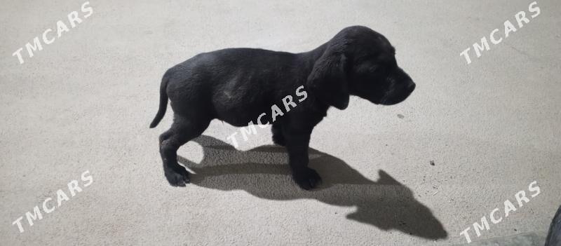 Labrador - Мары - img 3