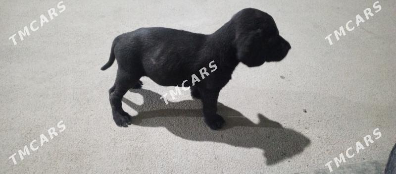 Labrador - Мары - img 2