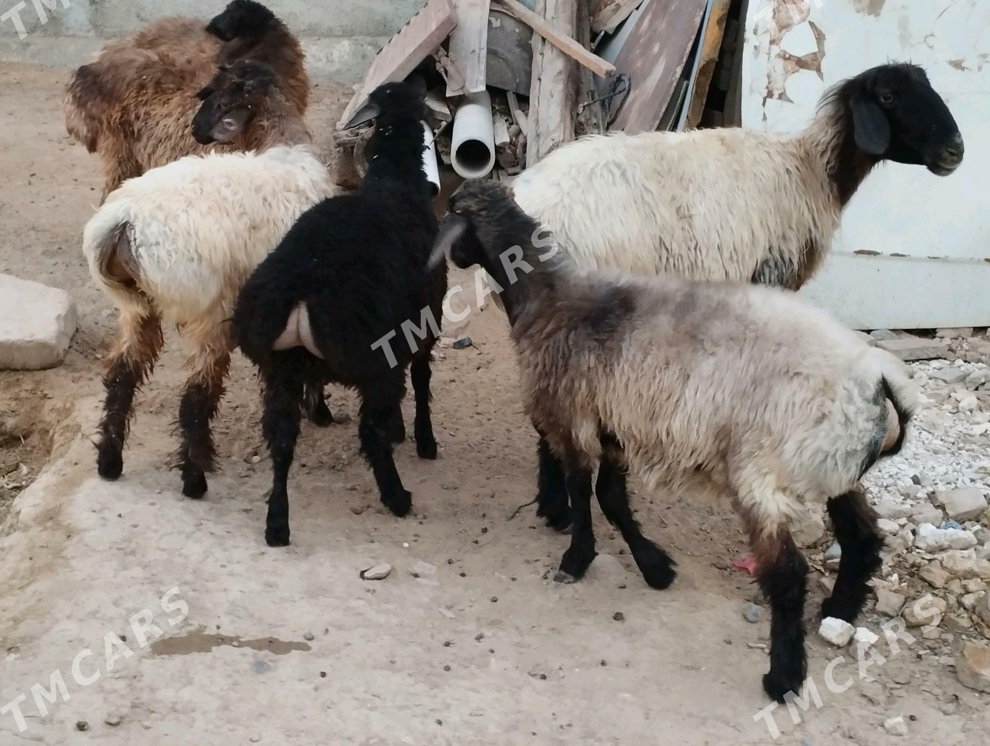 Tokly Goýun - Aşgabat - img 1