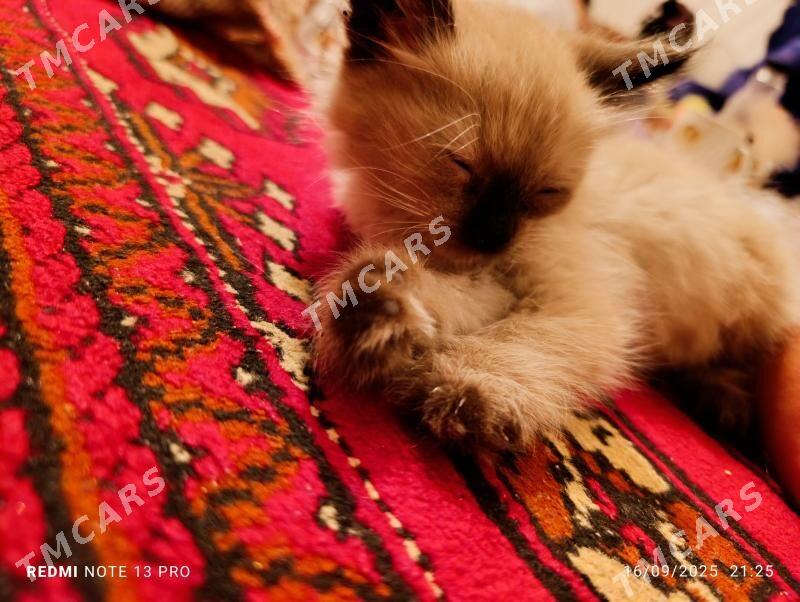 pişik birman paroda - Aşgabat - img 3