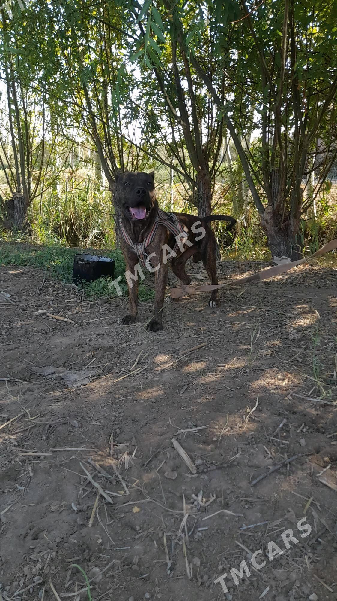 Pitbul - Губадаг - img 3