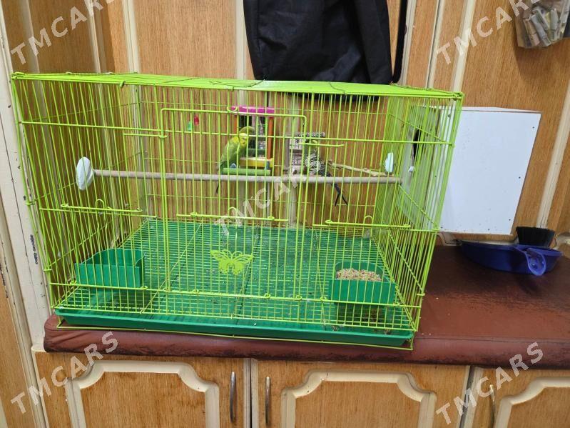 Попугай  Popugay - Aşgabat - img 2