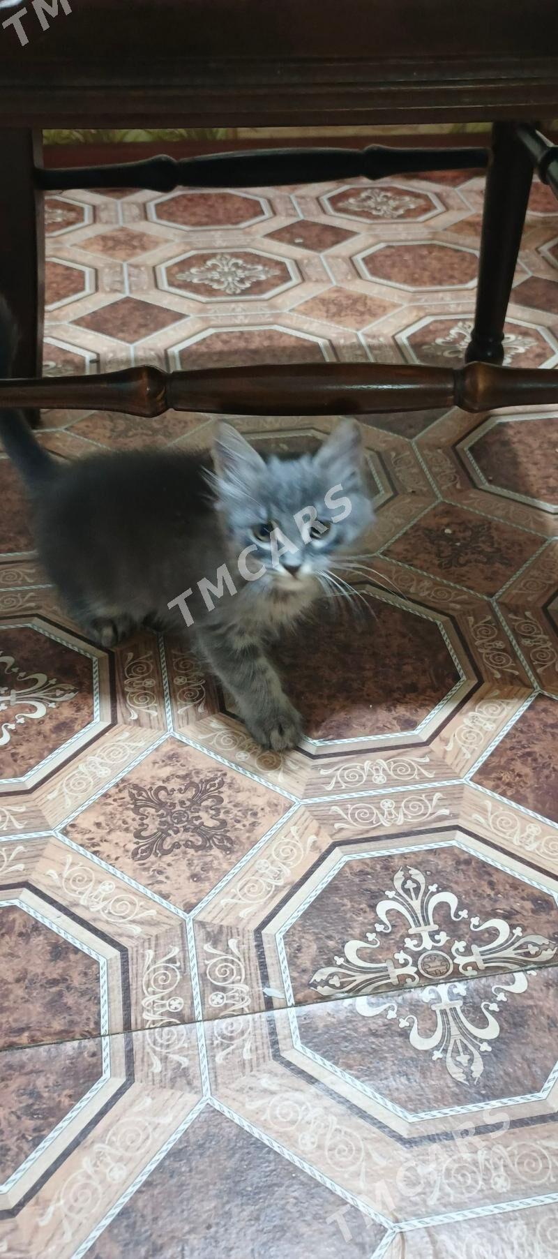 котята - Мары - img 8