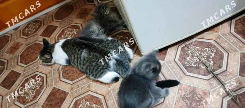 котята - Мары - img 2