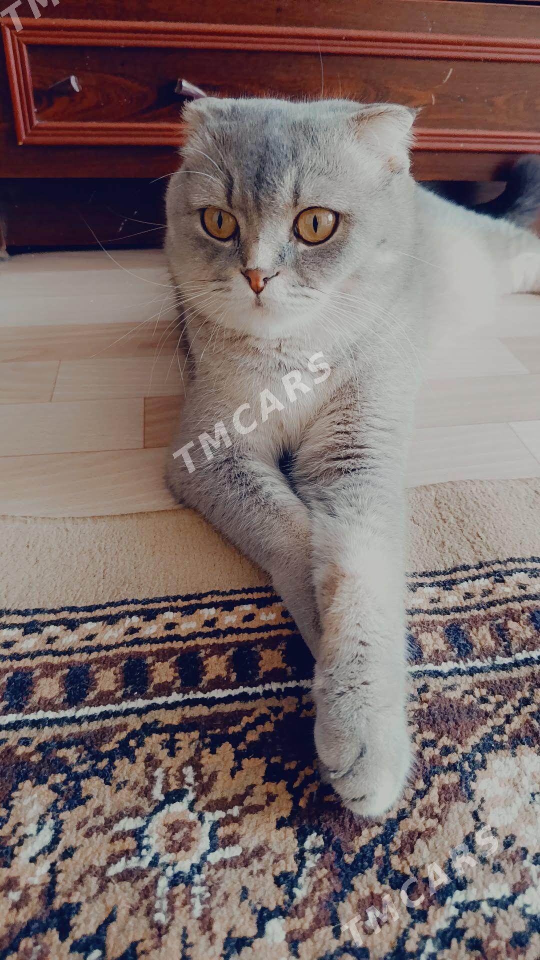 Шотландская кошка - Aşgabat - img 4