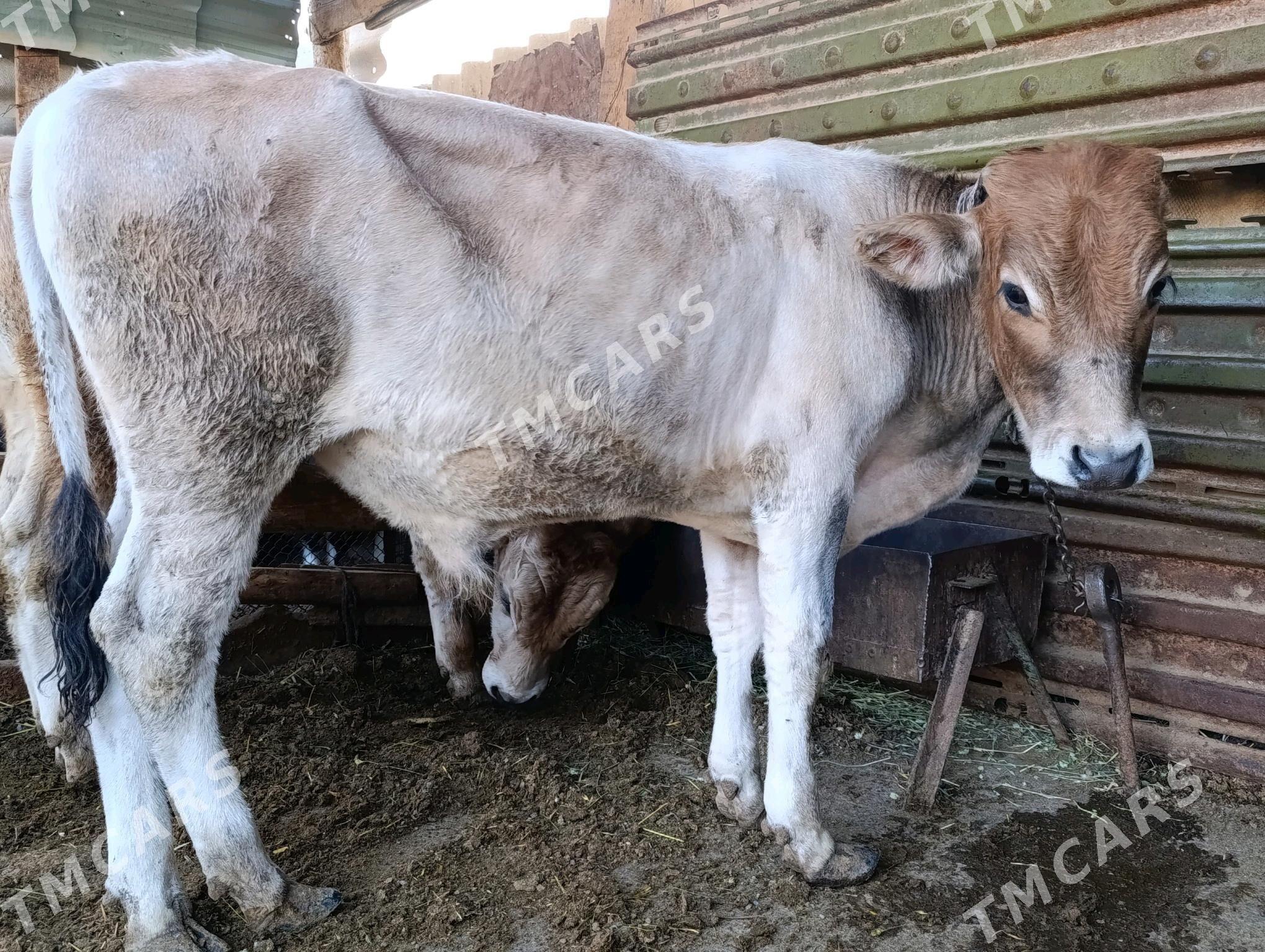 Okuzce - Gyzylarbat - img 2