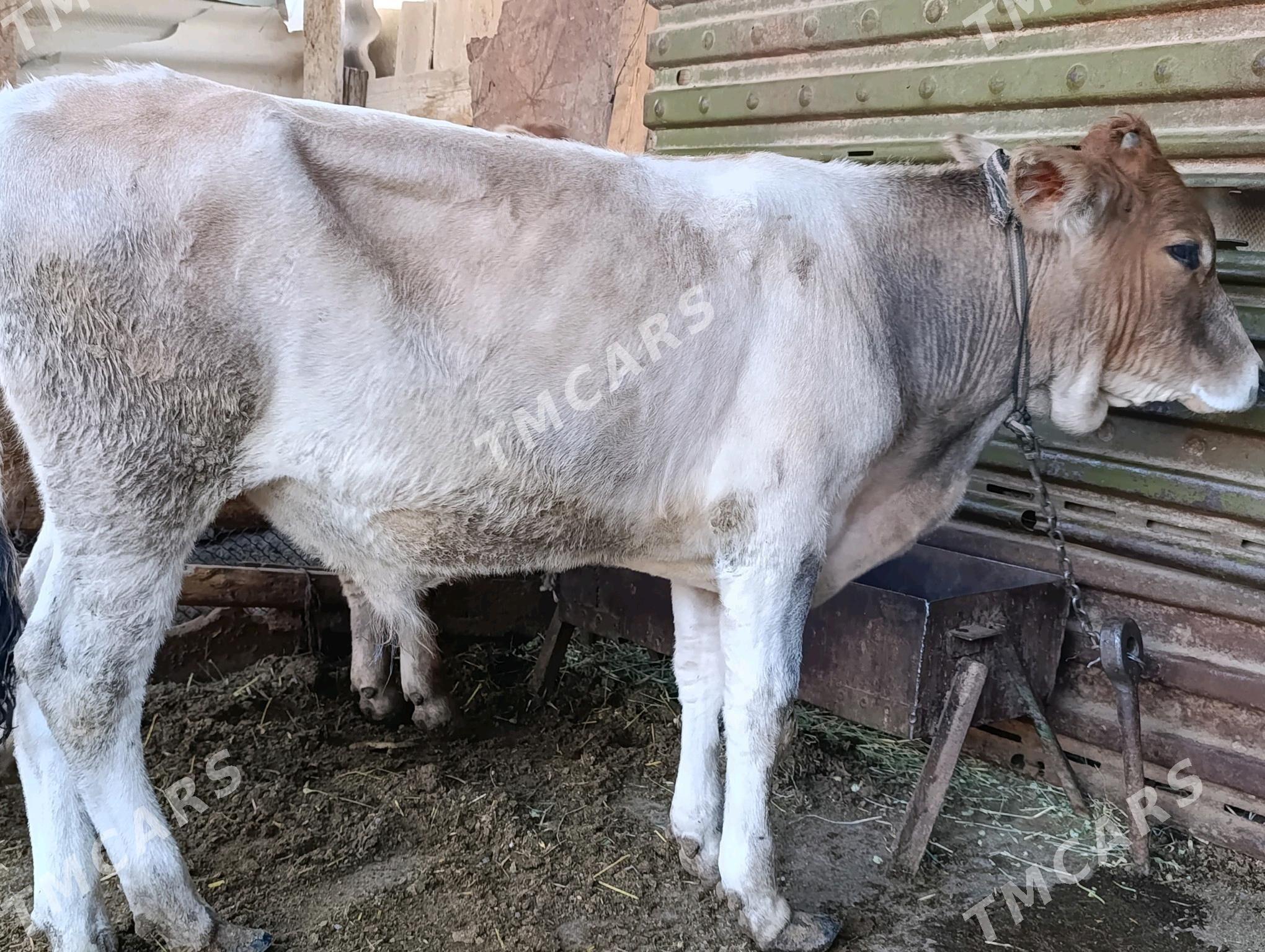 Okuzce - Gyzylarbat - img 3