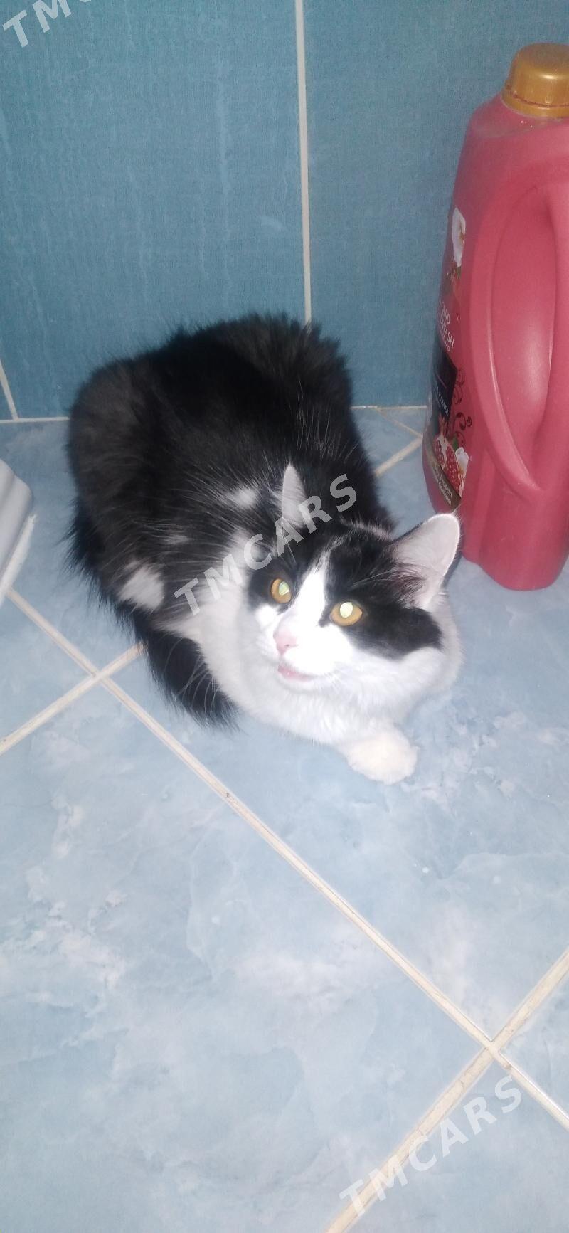 Кошка - Bedew - img 2