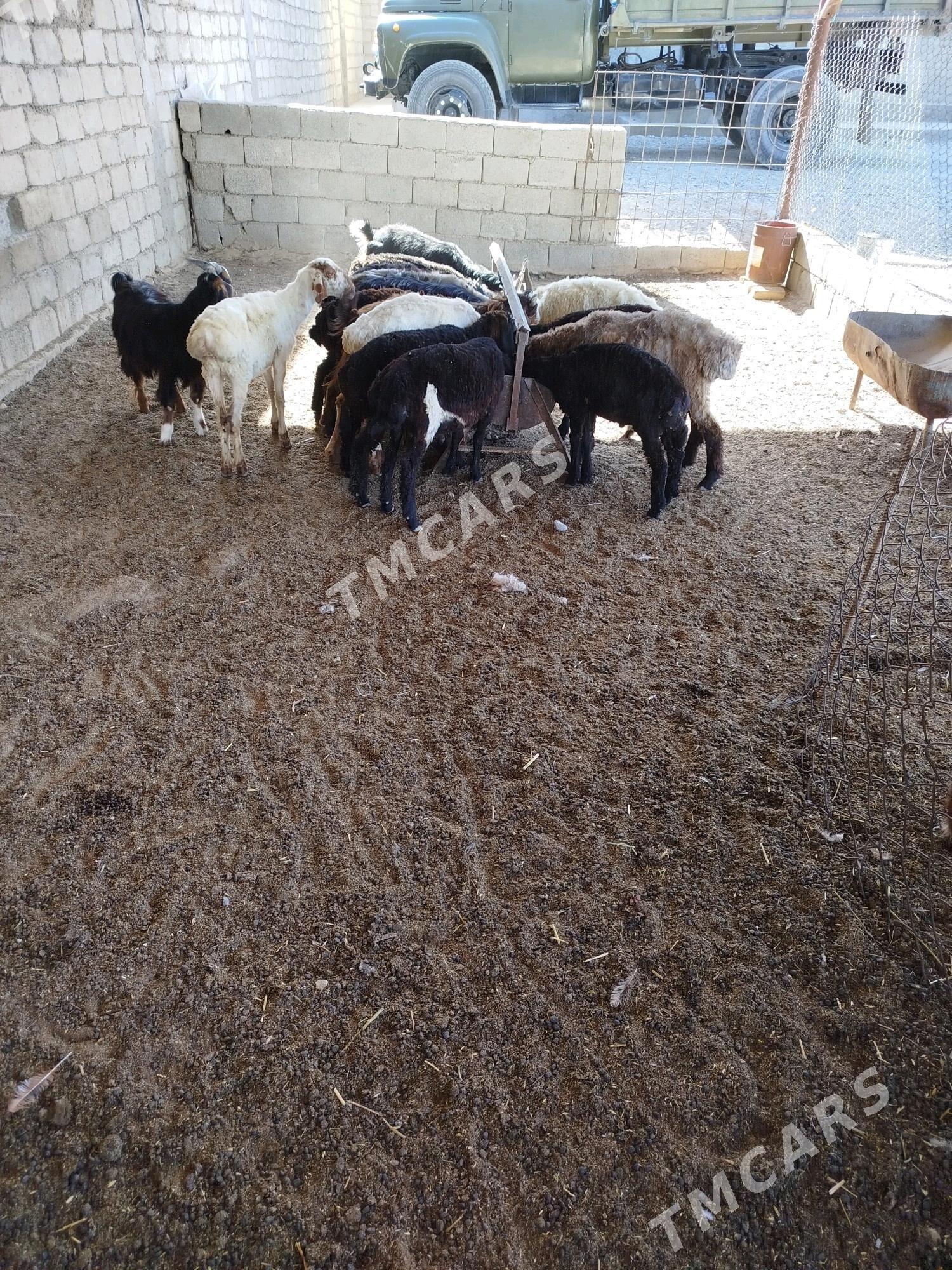 Tokly - Gökdepe - img 3