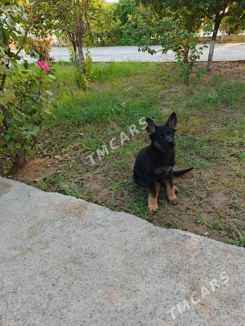 Awçarka - Aşgabat - img 3