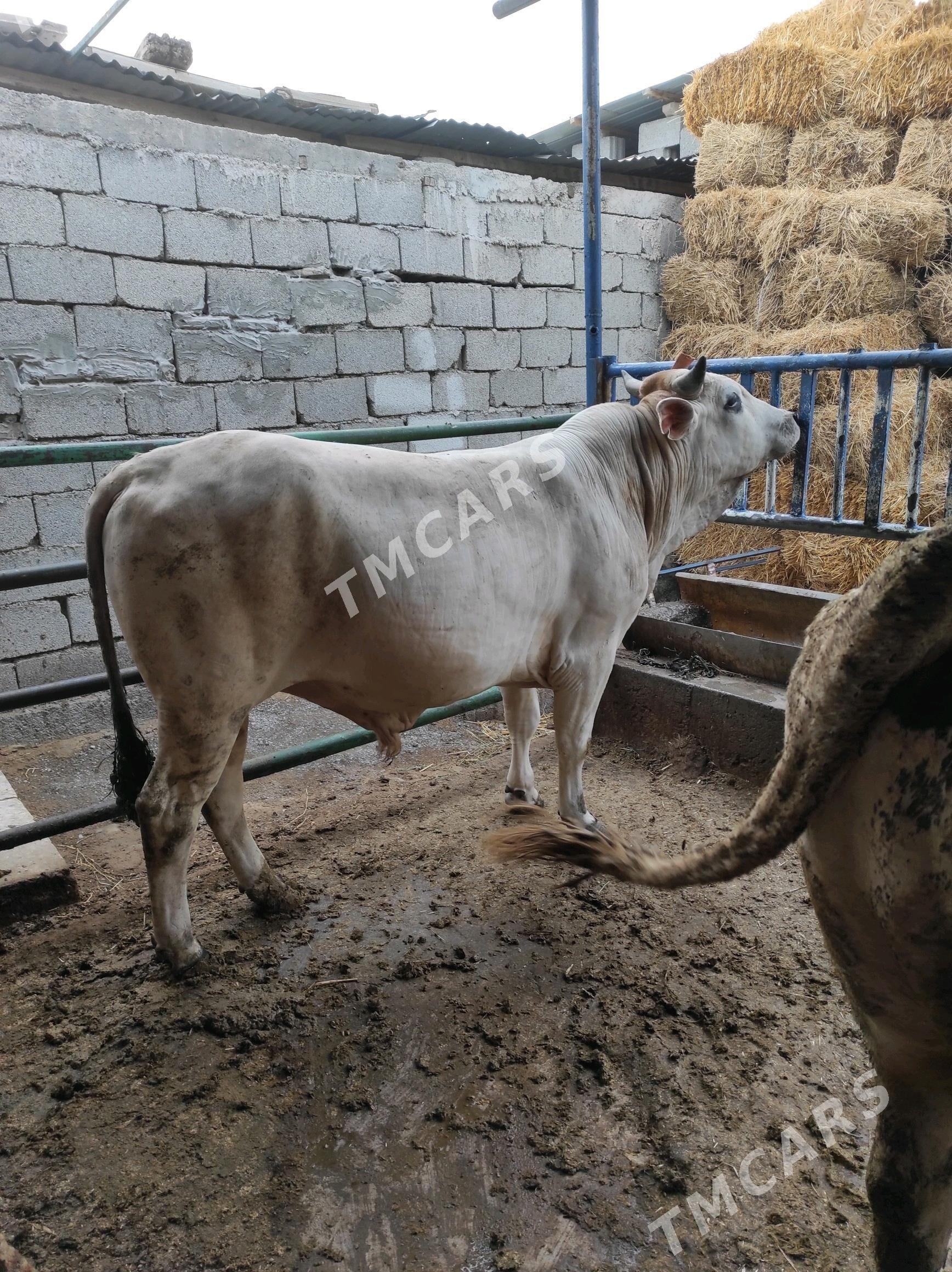 ÔKÛZ - Çoganly - img 2