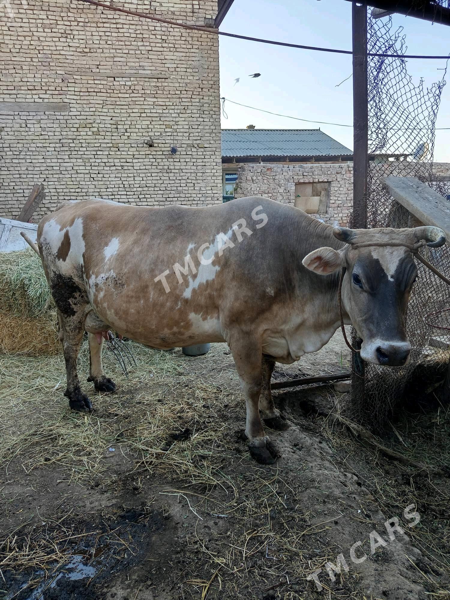 saglyk sygyr - Türkmenabat - img 8