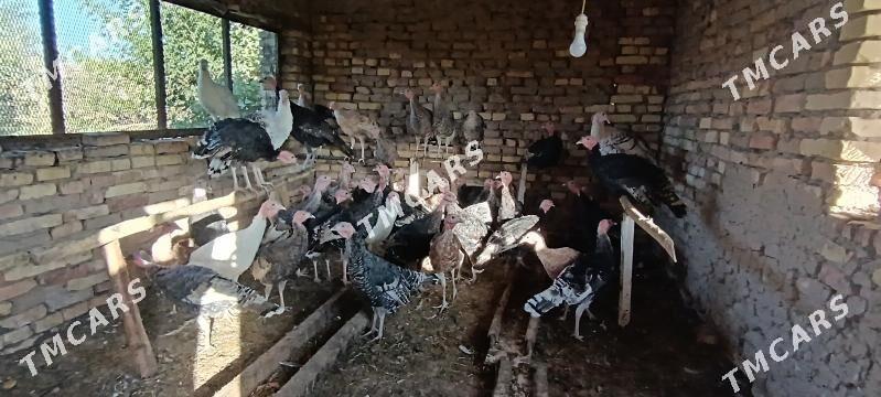 Induka - Baýramaly - img 2