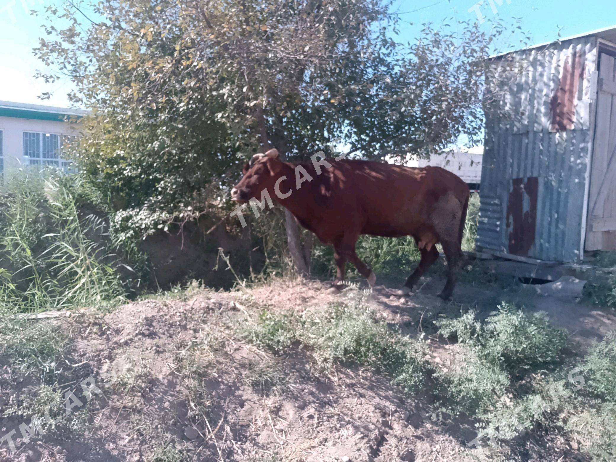 goleli sygyr - Çärjew - img 2