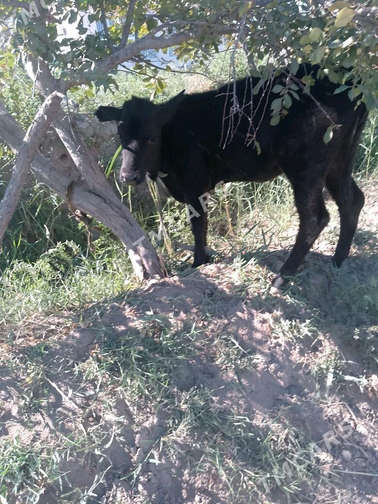 goleli sygyr - Çärjew - img 3
