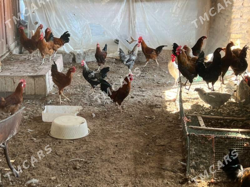 Horazlar 9aýlyk - Türkmenabat - img 2