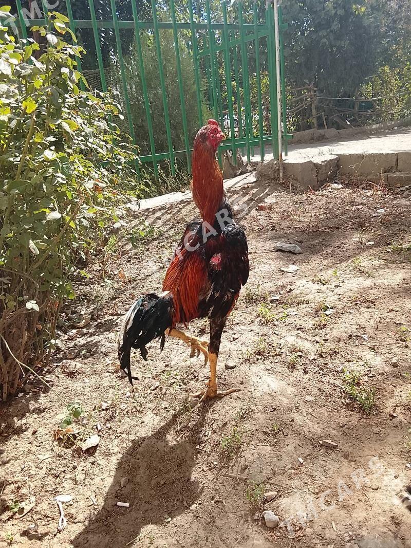 Horaz - Daşoguz - img 2