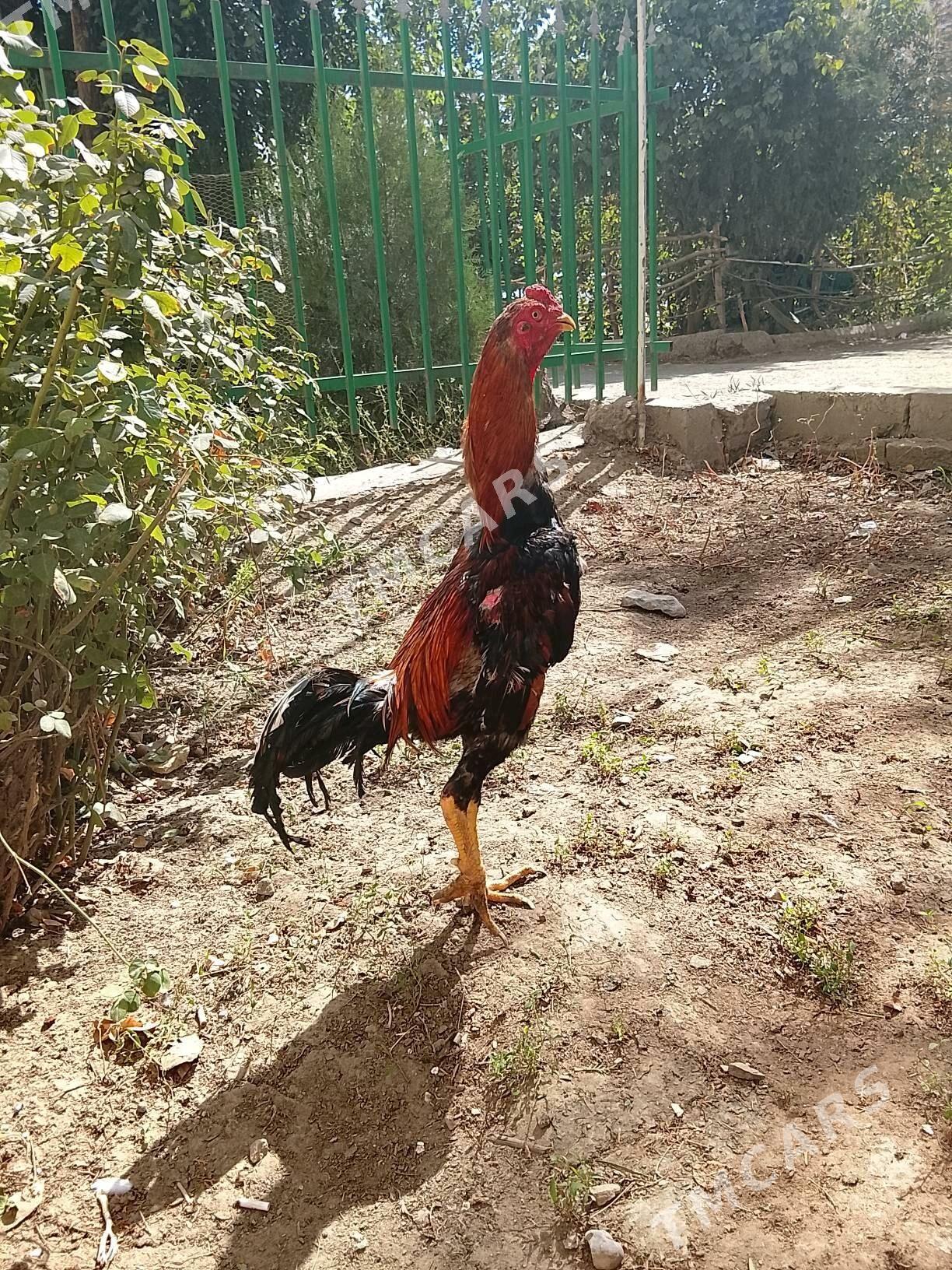 Horaz - Daşoguz - img 3