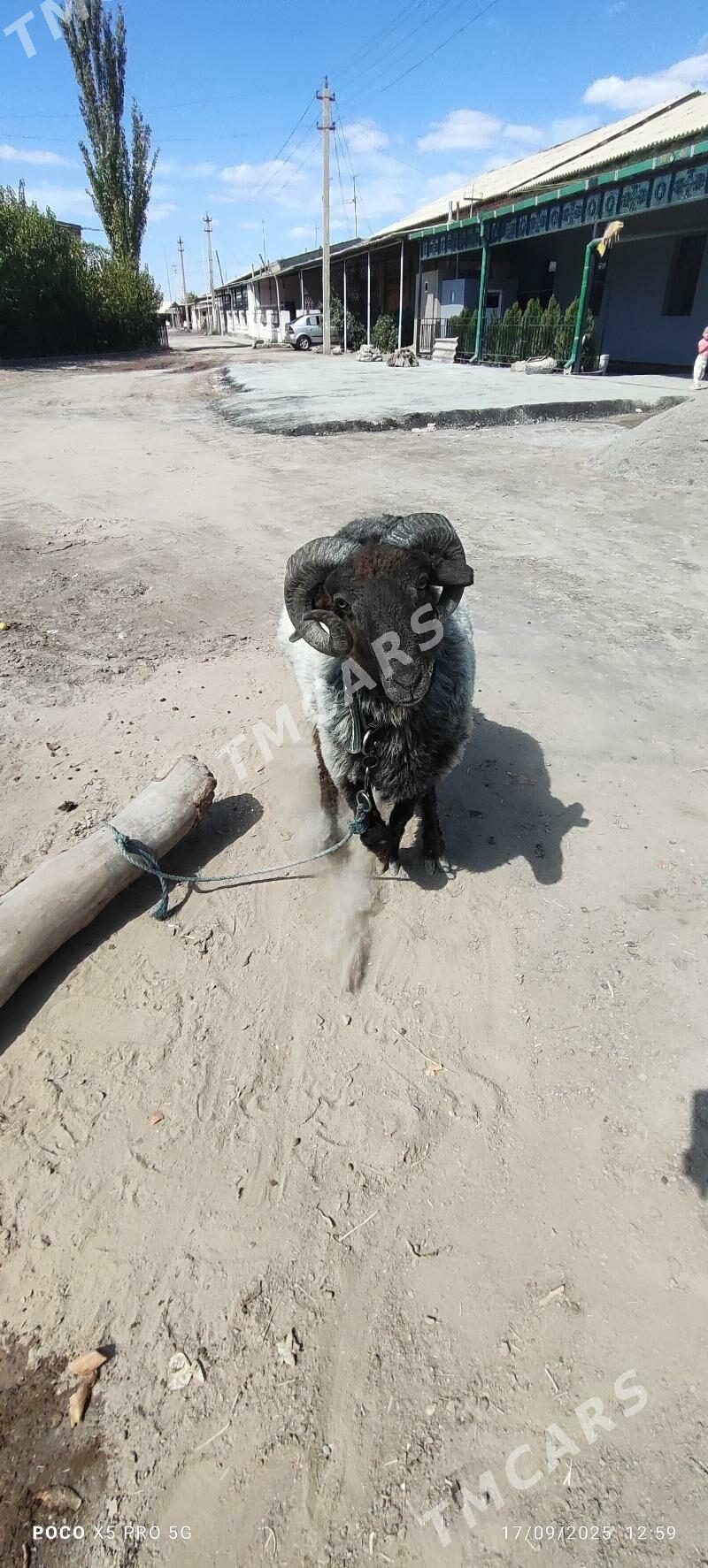 mal - Дашогуз - img 2