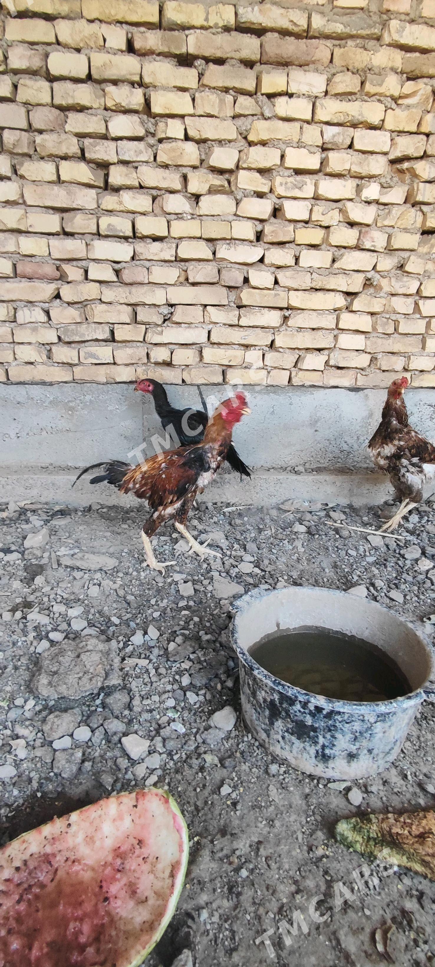 baysow - Türkmenabat - img 3
