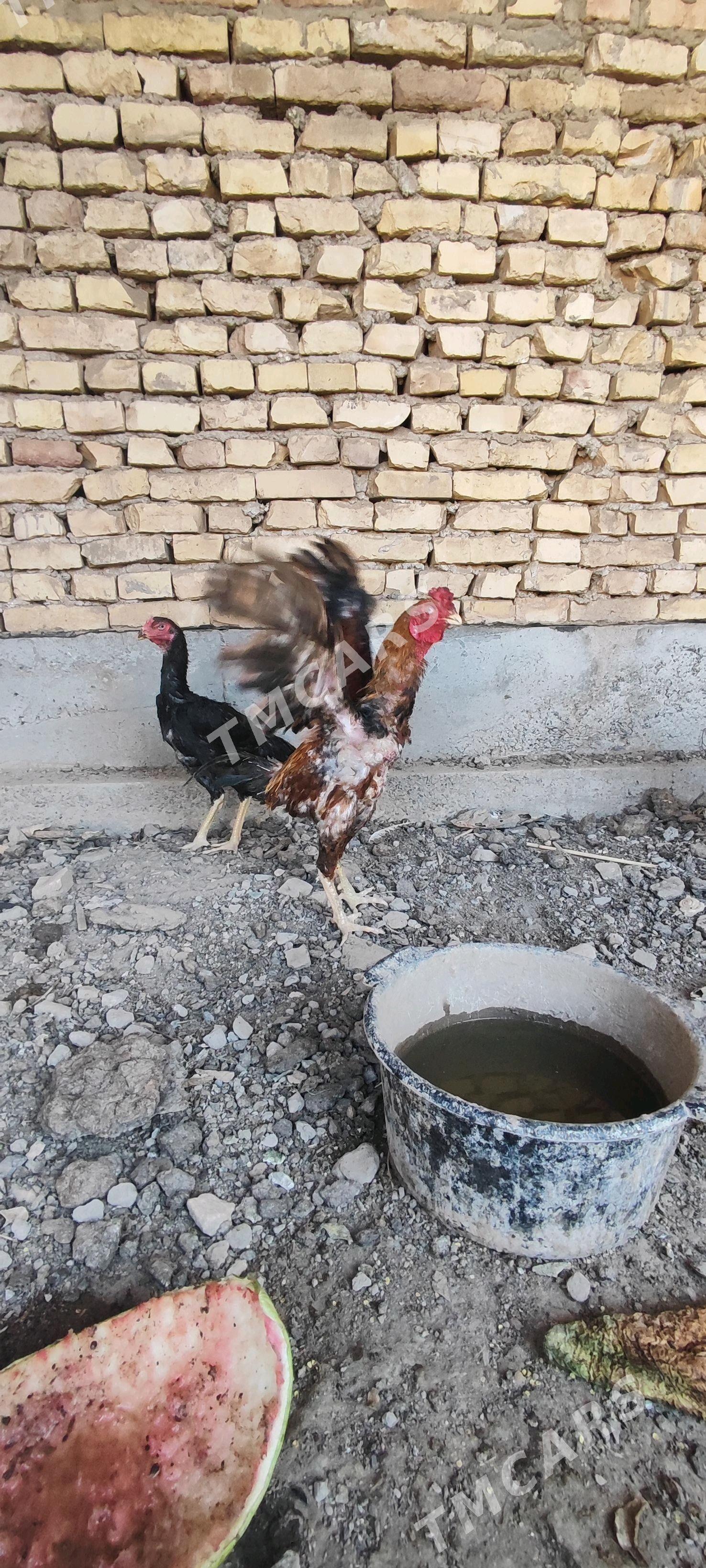 baysow - Türkmenabat - img 2