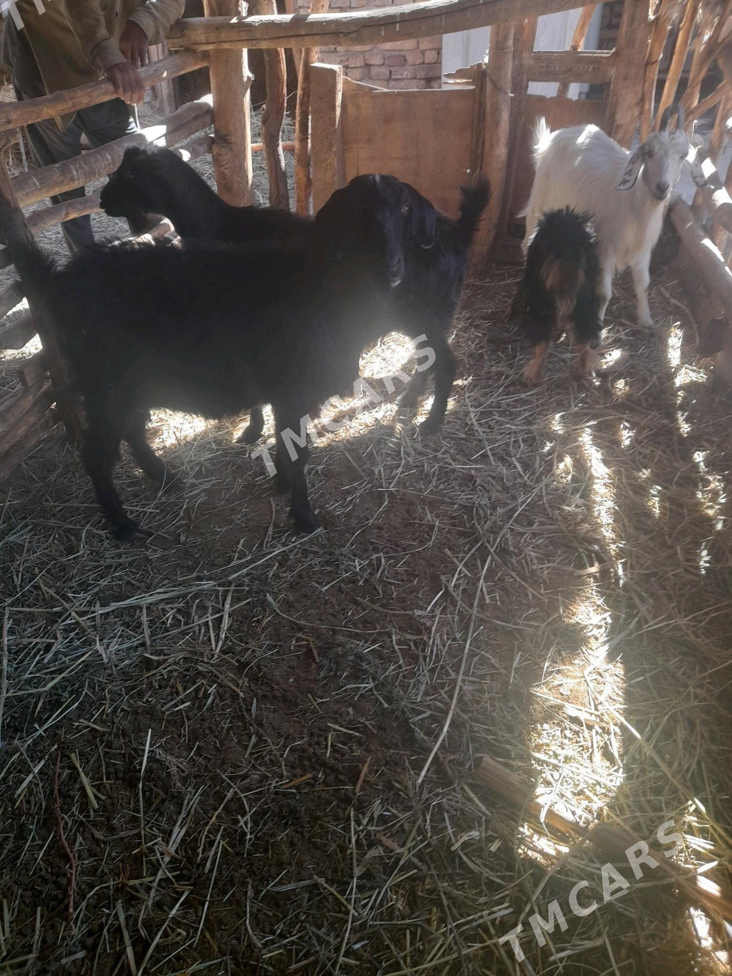 geci - Çärjew - img 2