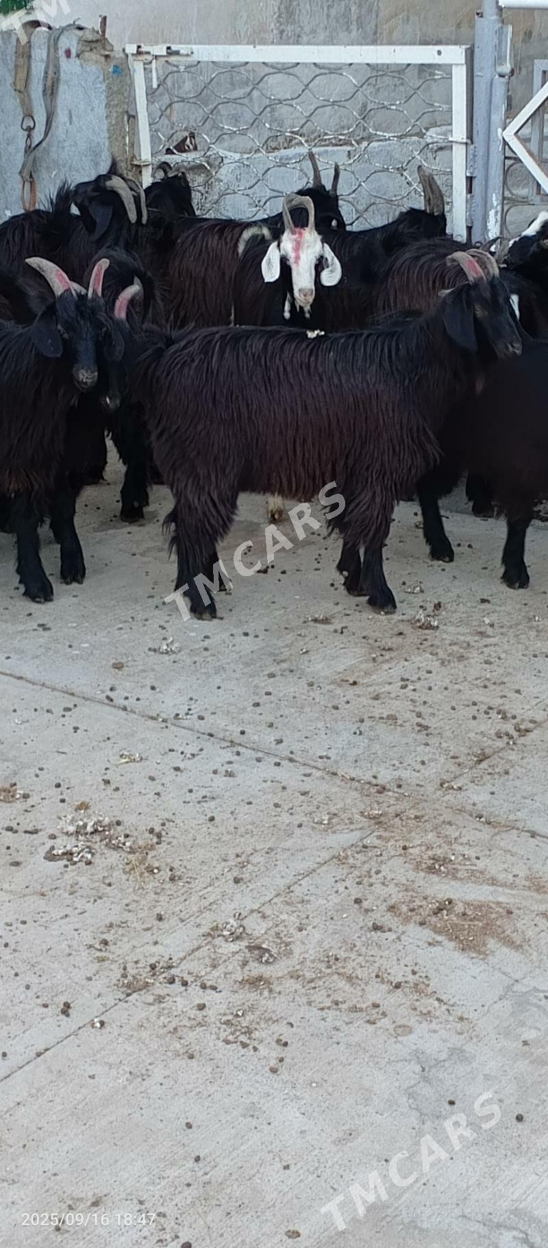Baklan çebiş - Garadamak - img 2