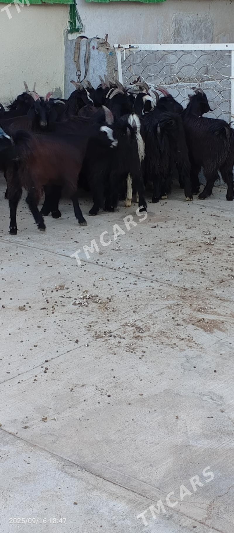 Baklan çebiş - Garadamak - img 6