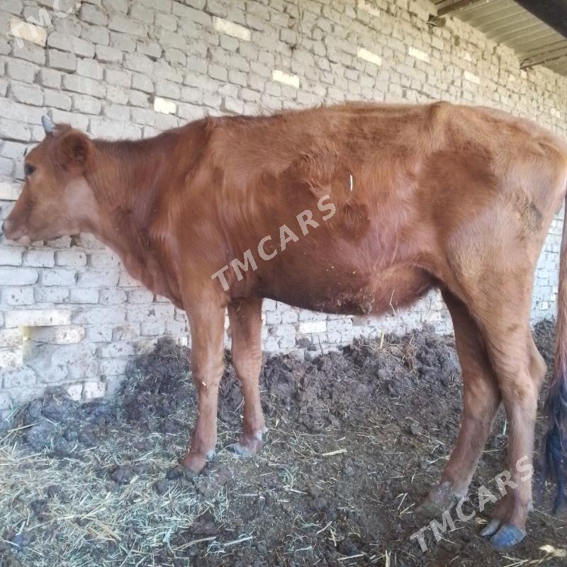 Bogaz gulajyn - Türkmengala - img 2
