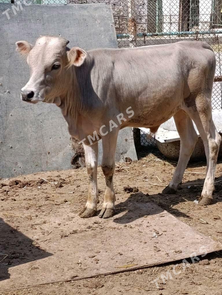 şwes tohum okuz tuwe - Гёкдепе - img 2