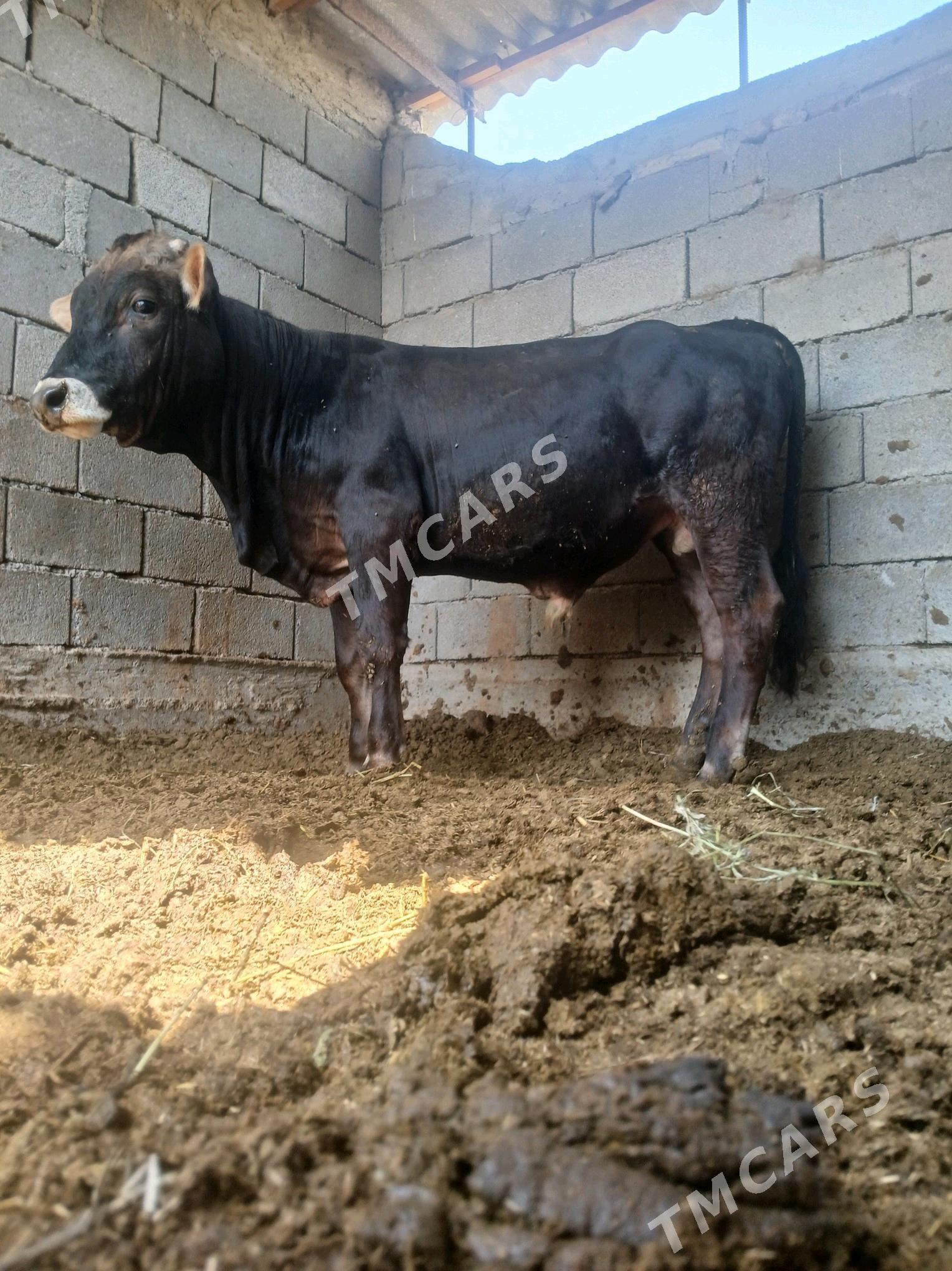 okuz - Gökdepe - img 3