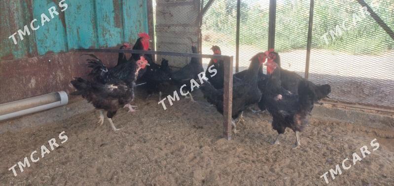 yumurtga - Mary - img 7