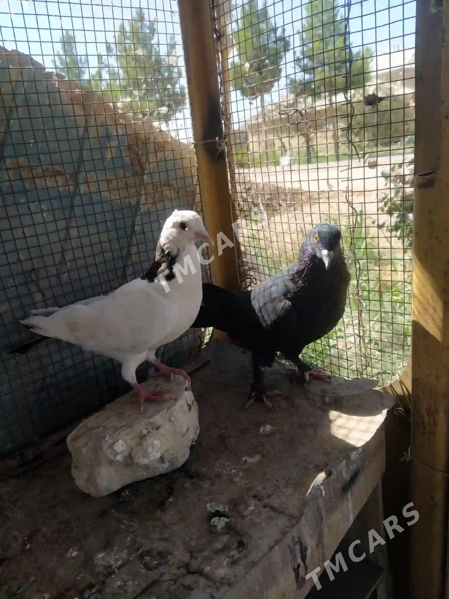 kepderi - Mary - img 2