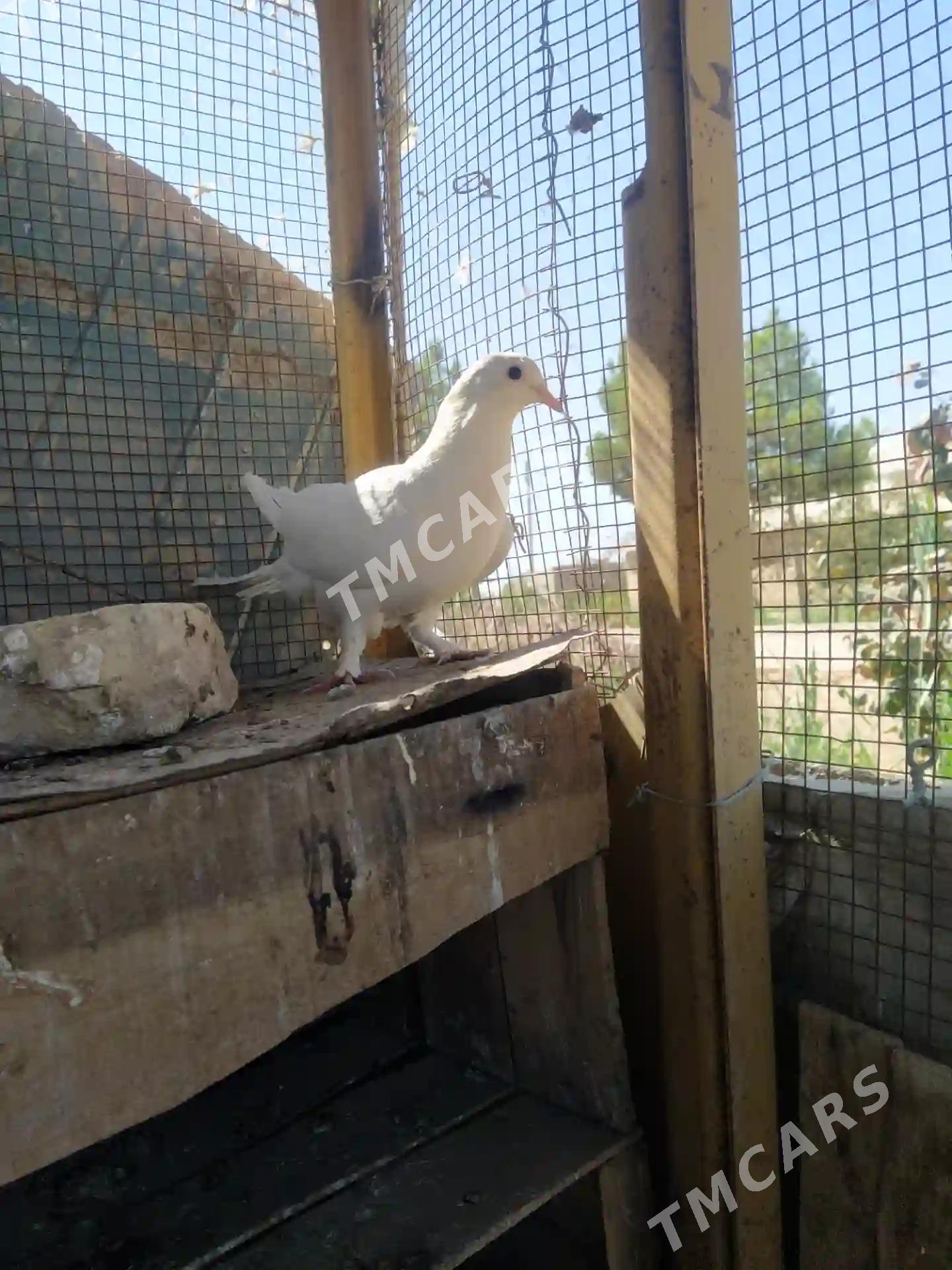 kepderi - Mary - img 3