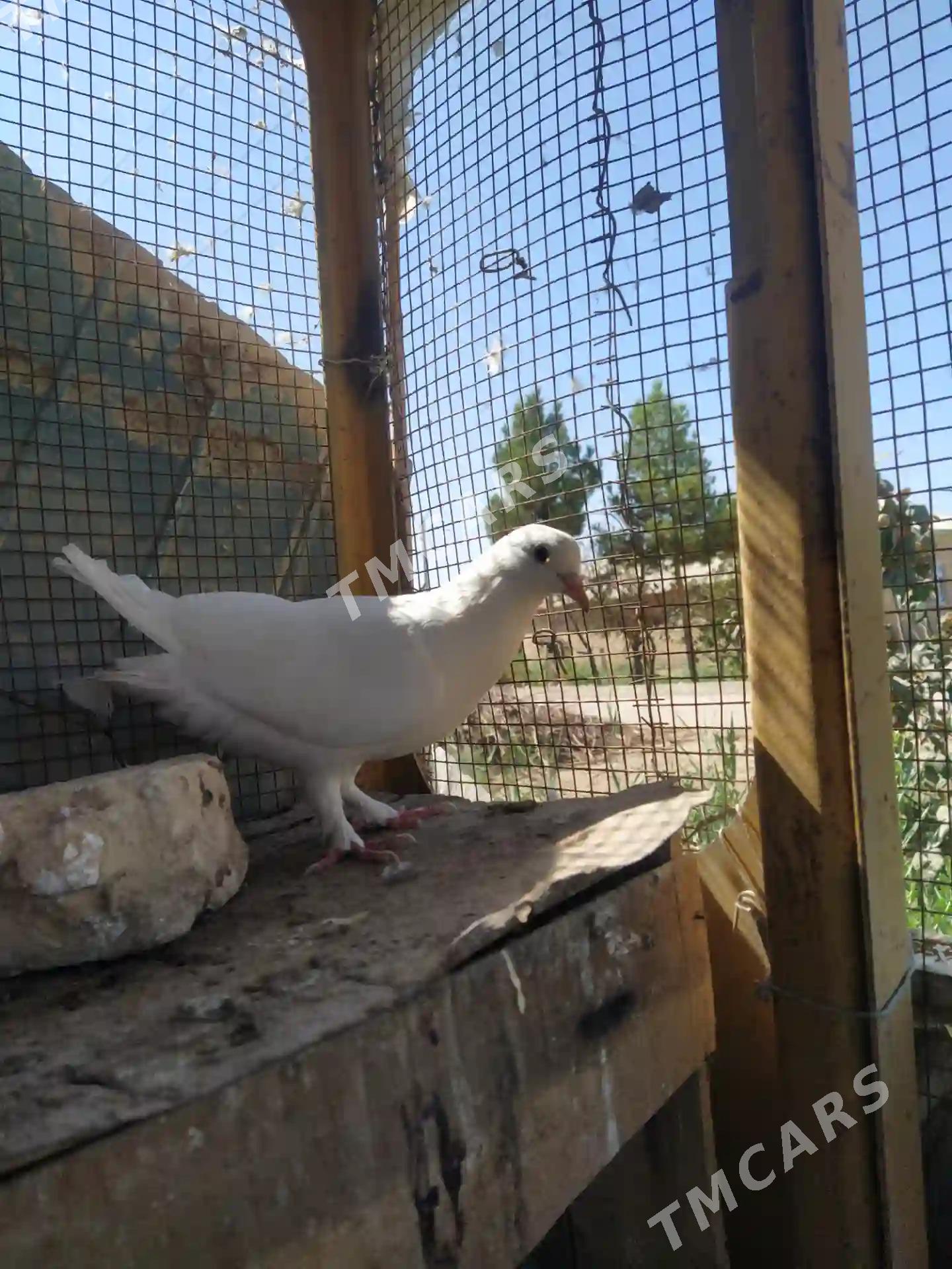 kepderi - Mary - img 2