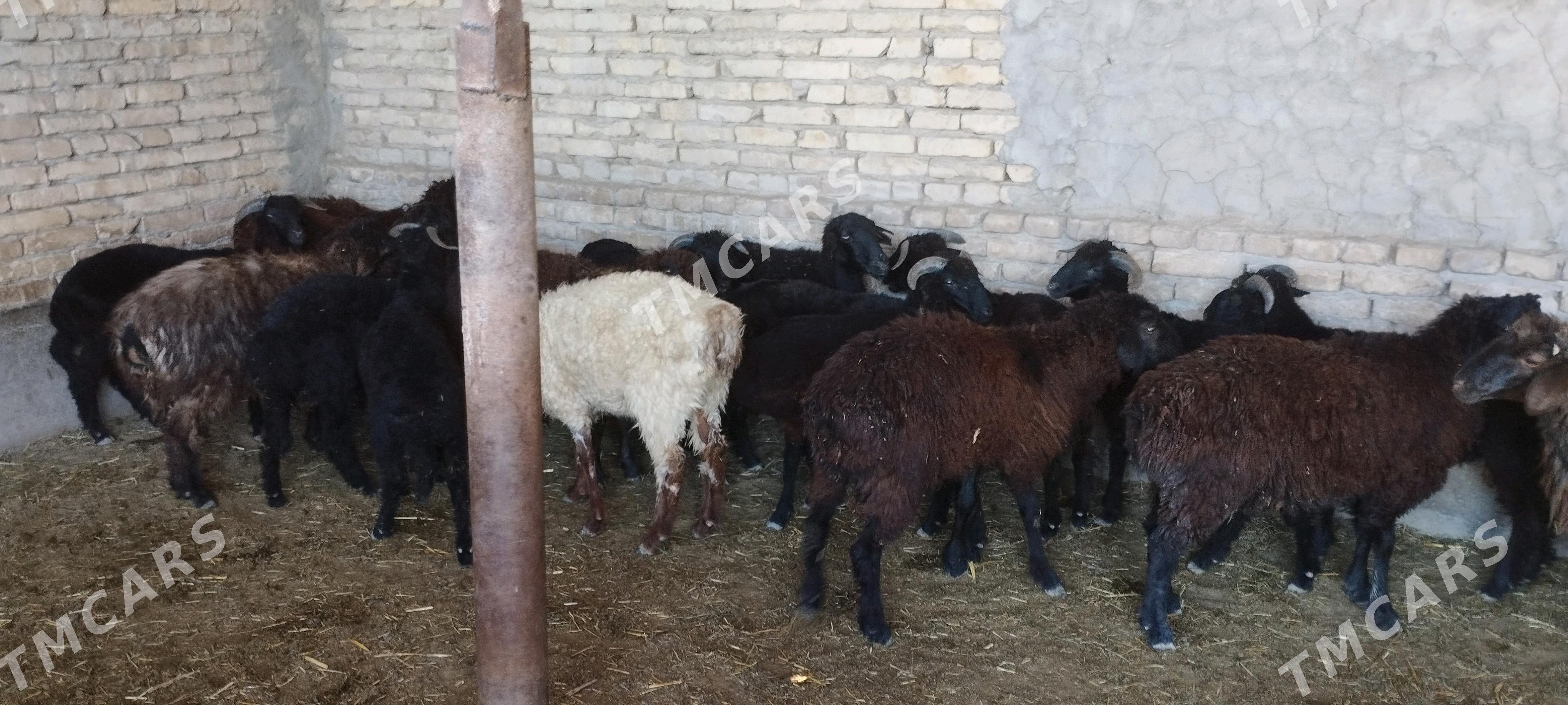 gockarlar - Çärjew - img 2