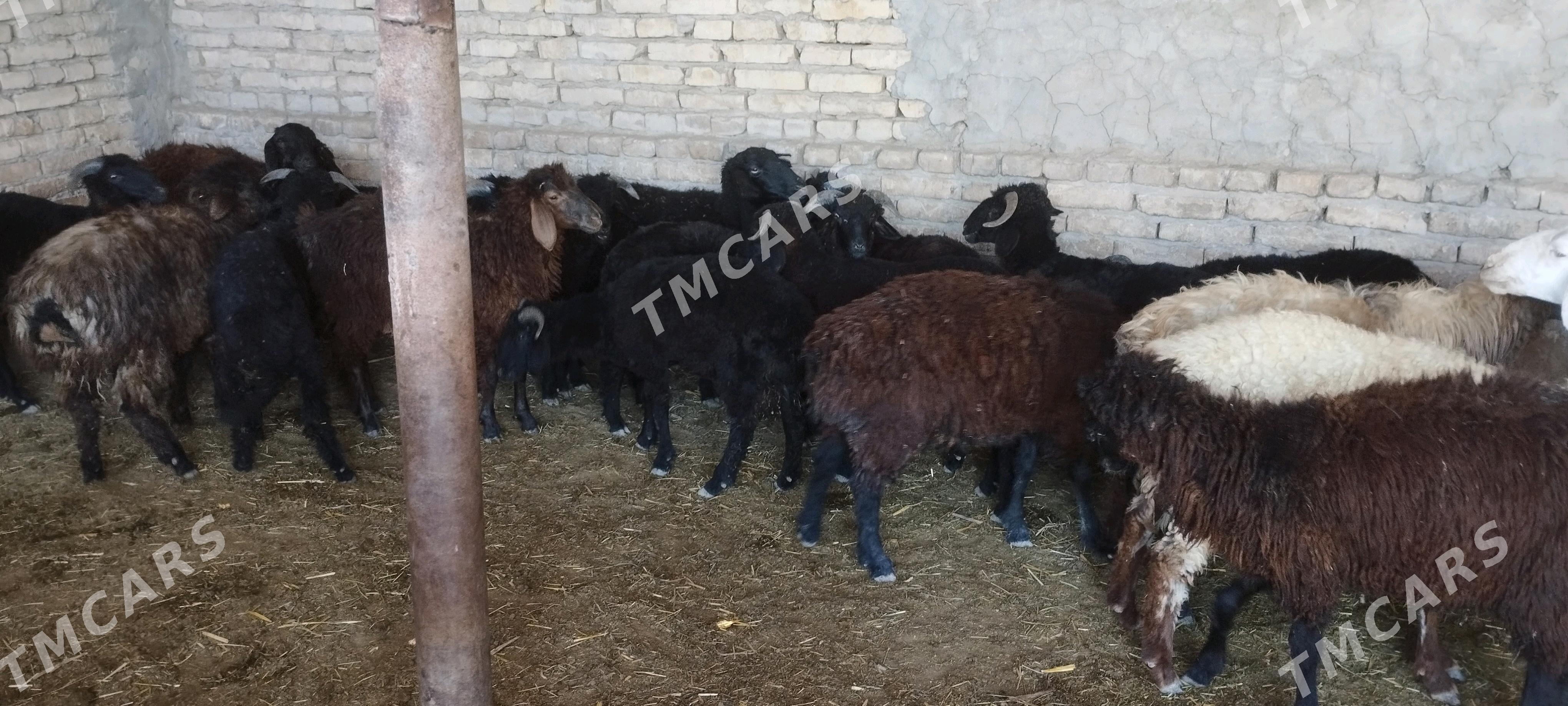 gockarlar - Çärjew - img 3